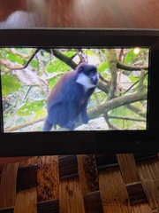 Allochrocebus lhoesti