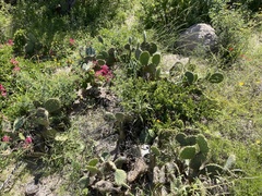 Opuntia caboensis