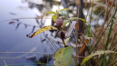 Neolasioptera lycopi