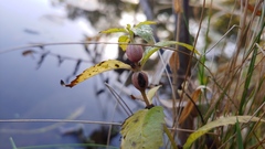 Neolasioptera lycopi