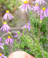 Felicia brevifolia