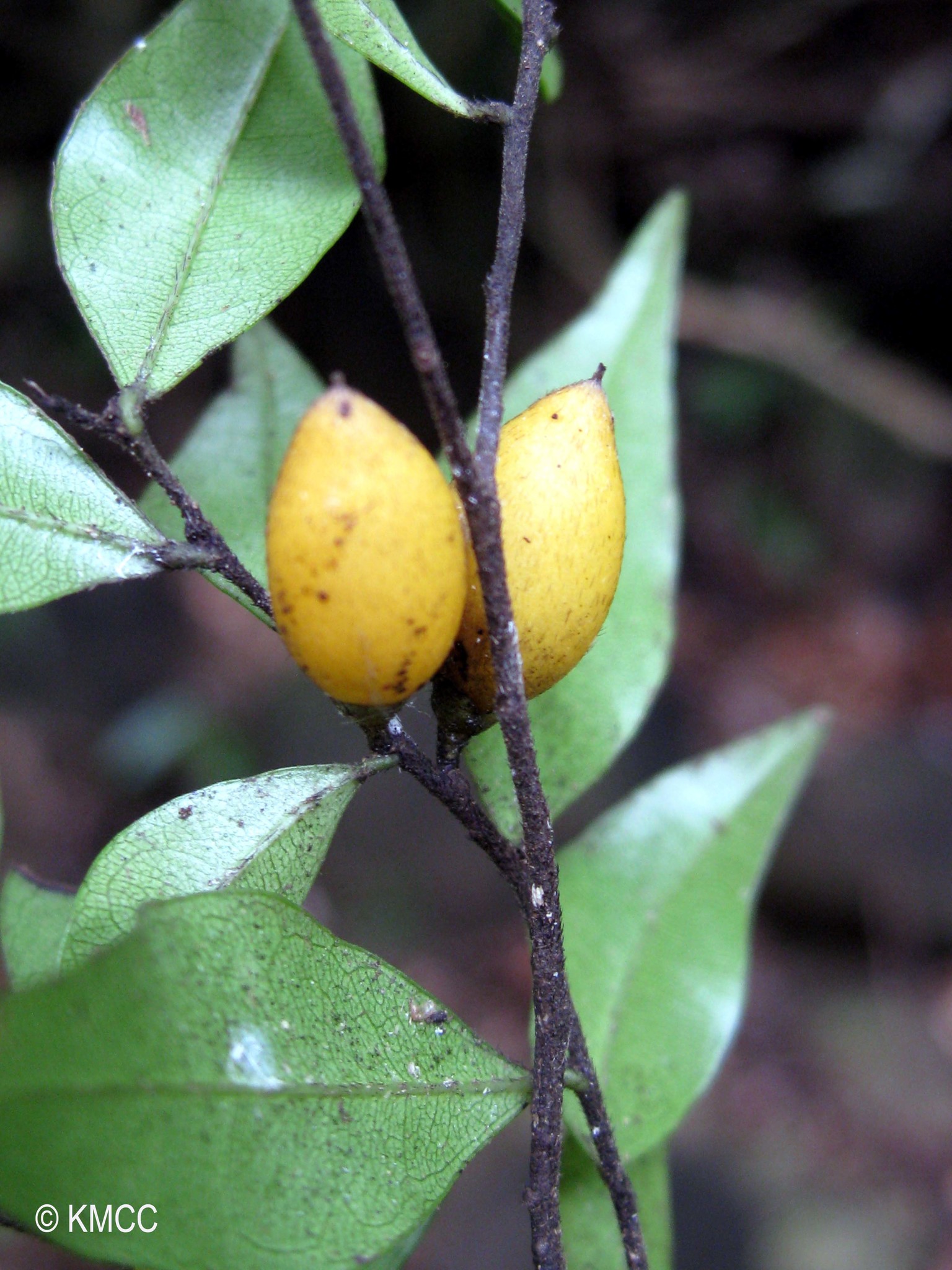 Diospyros myriophylla