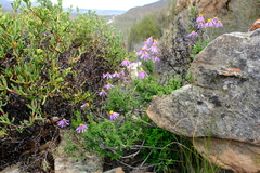Felicia brevifolia