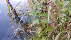 Neolasioptera lycopi