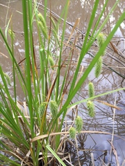 Carex fascicularis
