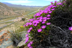 Esterhuysenia inclaudens