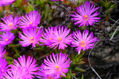 Esterhuysenia inclaudens