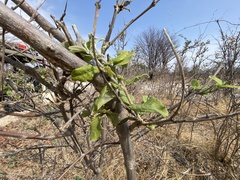 Combretum mossambicense