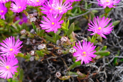 Esterhuysenia inclaudens