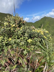 Metrosideros rugosa