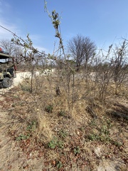 Combretum mossambicense