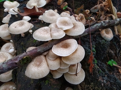 Fungi
