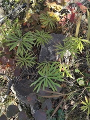 Syneilesis aconitifolia