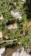 Euphorbia serpens