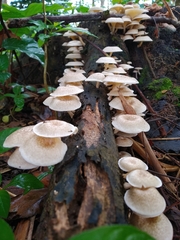 Fungi