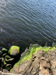 Cladophora glomerata