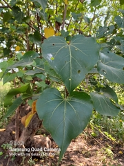 Magnoliopsida