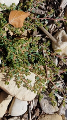 Euphorbia serpens