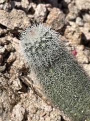 Echinocereus sciurus