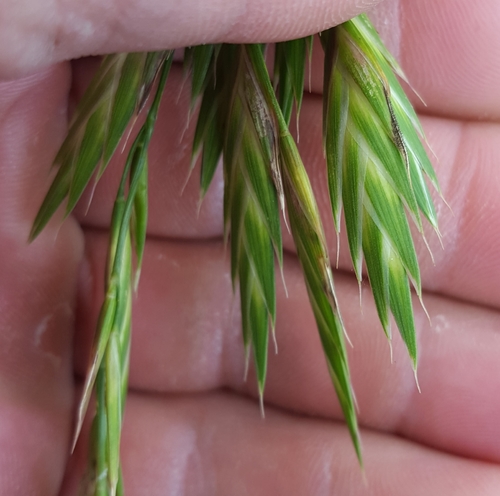 Bromus catharticus image