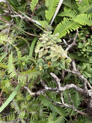 Metrosideros rugosa