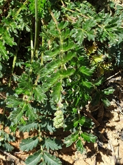 Sanguisorbinae