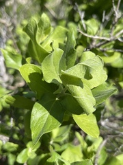 Nahuatlea arborescens