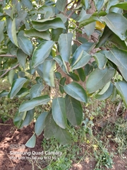 Garcinia morella