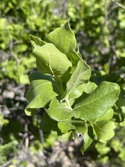 Nahuatlea arborescens