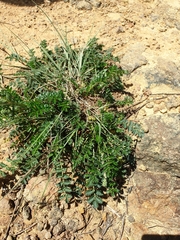 Sanguisorbinae