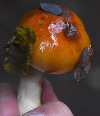 Phlegmacium variosimile