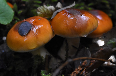 Phlegmacium variosimile