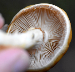 Phlegmacium variosimile