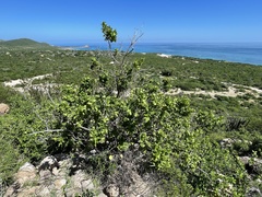 Nahuatlea arborescens