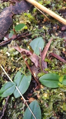 Chiloglottis grammata