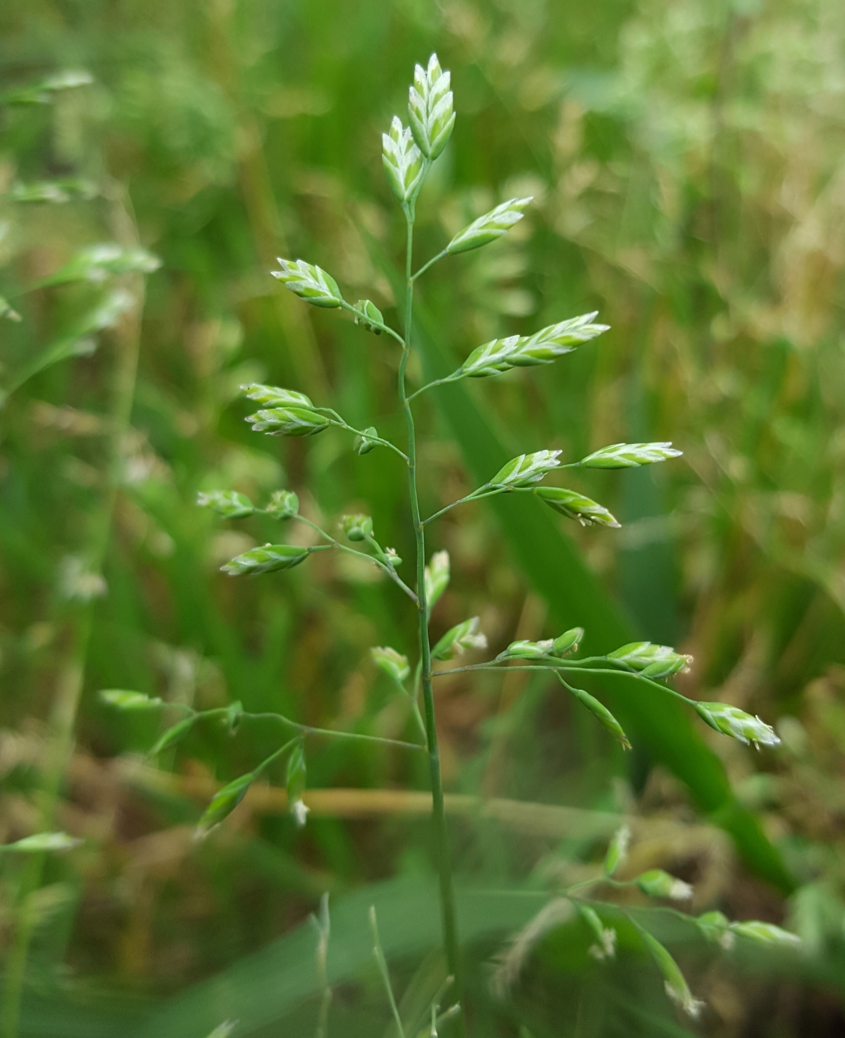 (c) François Rousseu, certains droits réservés (CC BY-NC) https://www.inaturalist.org/observations/99184010