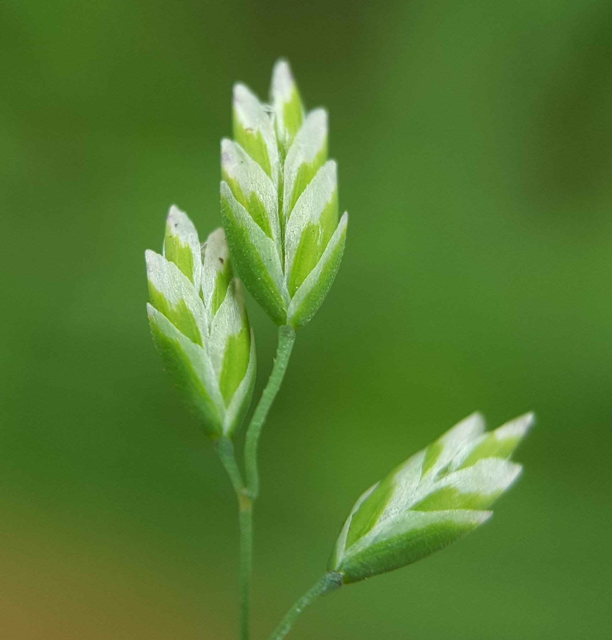 (c) François Rousseu, certains droits réservés (CC BY-NC) https://www.inaturalist.org/observations/99184010