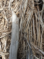 Iridomyrmex purpureus