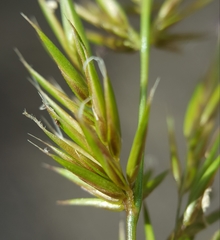 Anthoxanthum odoratum image