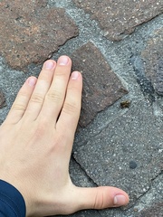 Apis mellifera
