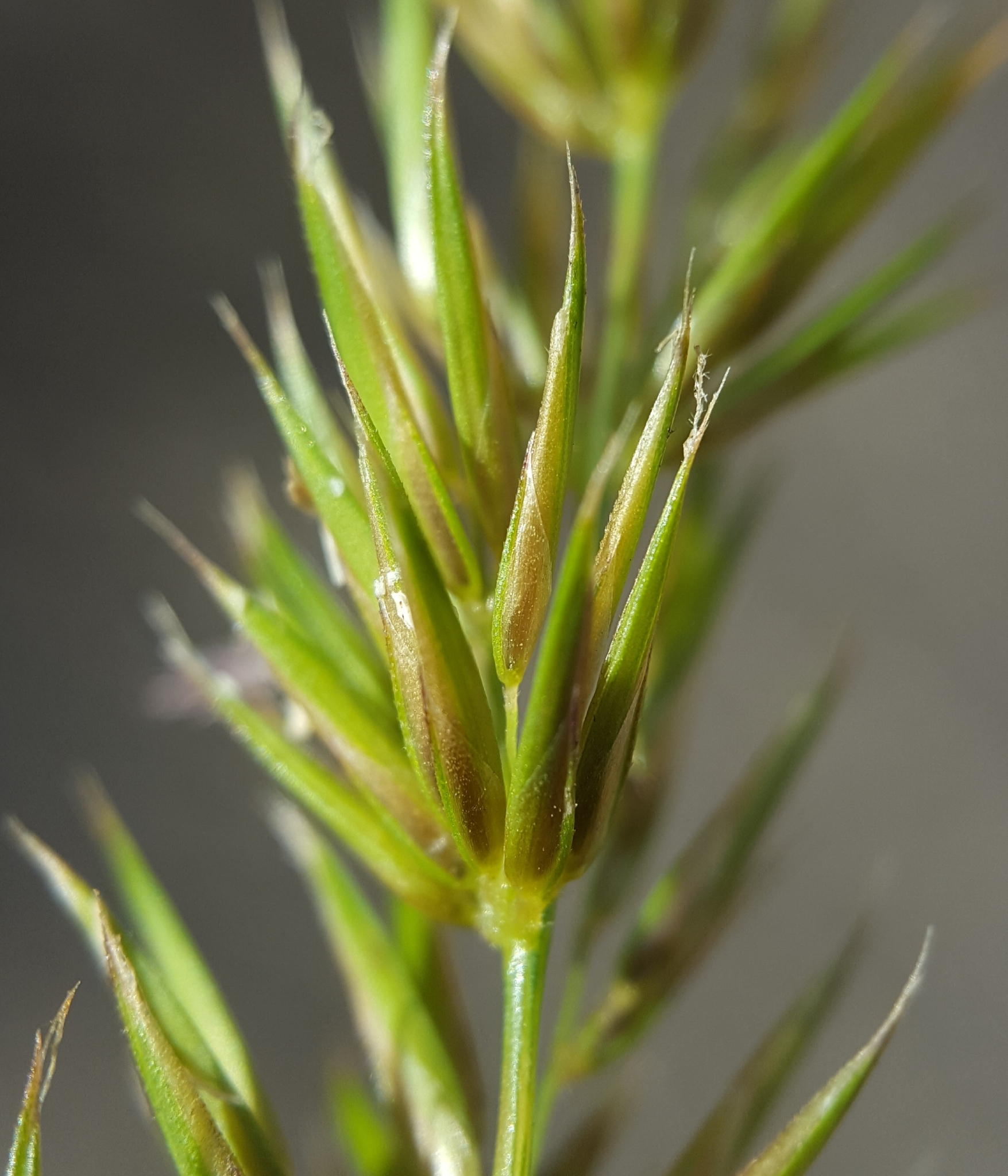 (c) François Rousseu, certains droits réservés (CC BY-NC) https://www.inaturalist.org/observations/99184098