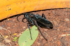 Hymenoptera