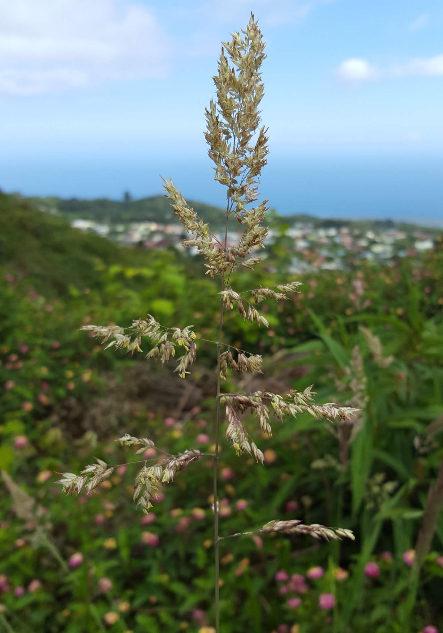 (c) François Rousseu, certains droits réservés (CC BY-NC) https://www.inaturalist.org/observations/99184145