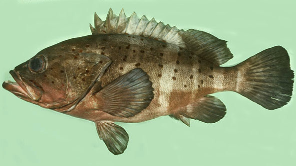 Banded Grouper