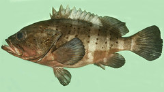 Banded Grouper photo 1
