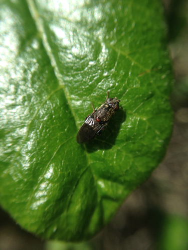 Psilidae