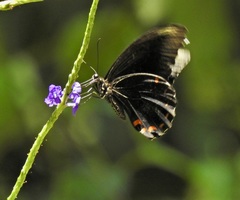 Papilio ambrax