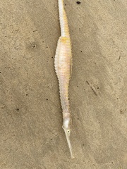 Australian Spiny Pipehorse photo 3