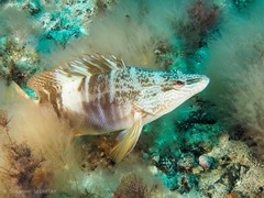 Serranus papilionaceus