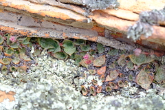 Crassula montana
